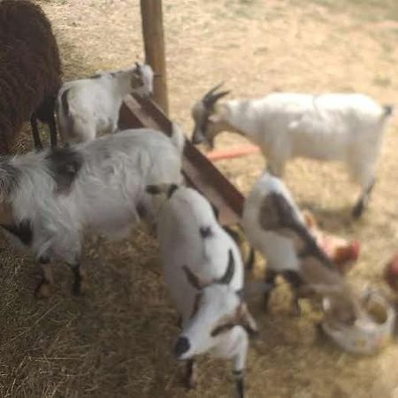 Agrifarm La Corte Apartment Villa Bensi Dış mekan fotoğraf